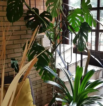 Haus Am Brunnen Homestay